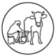 Cows-Are-Milked-With-Hands